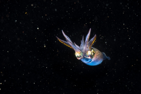 Common squid | Hampshire and Isle of Wight Wildlife Trust